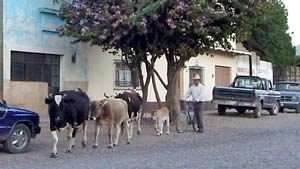 Traffic in Mascota.