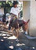 Yelapa Burro