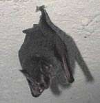 Yelapa Bat